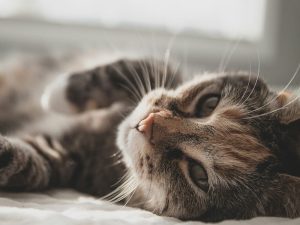 Cat laying down